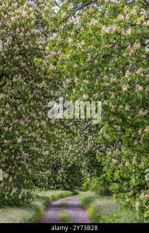 chestnut alley in the Czech Central Highlands Stock Photo