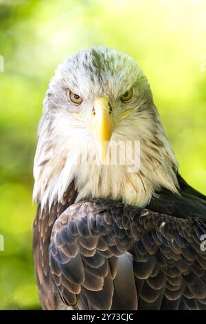 Majestic Gaze: The Bald Eagle's Watchful Eye: Experience the awe of nature through the eyes of the bald eagle, a symbol of strength and freedom. Stock Photo