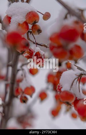 Rosehip berries covered under snow Stock Photo