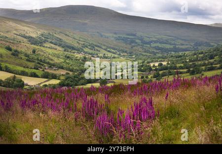 wild foxgloves (digitalis purpurea) growing in abundance above Dentdale,  Sedbergh,Yorkshire Dales, Cumbria, England Stock Photo