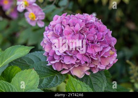 pink hydrangea macrophylla Endless Summer macro Stock Photo