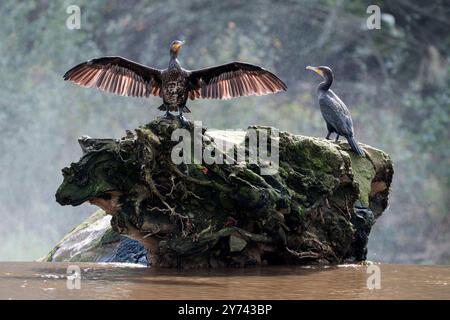 Cormorant drying it's wings on a tree trunk that is stuck on Radyr Weir, River Taff, Cardiff. Water spray in the background making it stand out. Stock Photo