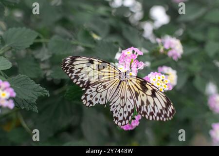 Idea leuconoe, also known as the paper kite butterfly, rice paper butterfly, large tree nymph is sitting on the flower Stock Photo