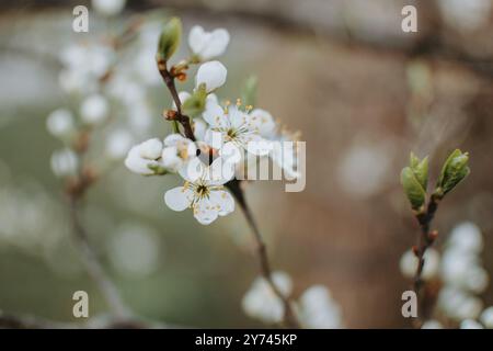 Blooming sour cherry (Prunus cerasus) at spring Stock Photo
