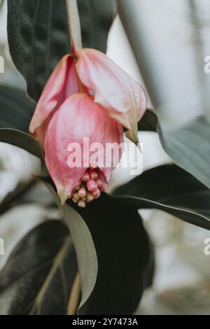 Blooming Medinilla magnifica, the showy medinilla or rose grape Stock Photo