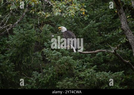 Bald eagle calling while perched in a tree in Kachemak Bay Alaska Stock Photo