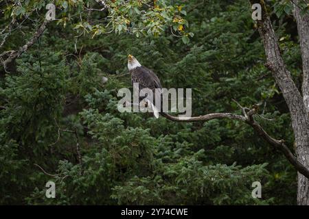 Bald eagle calling while perched in a tree in Kachemak Bay Alaska Stock Photo