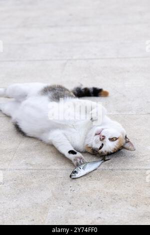 Cat playing with a fish at the marina in Komiza, Vis Island, Croatia Stock Photo