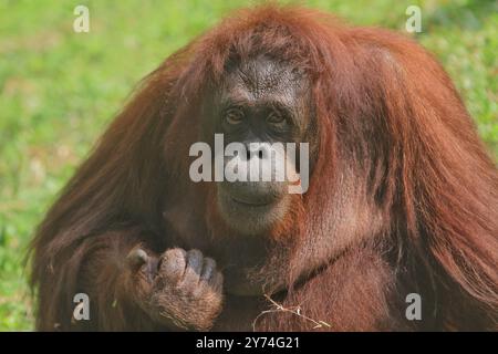 an orangutan sitting on the grass in the morning while looking at the camera Stock Photo