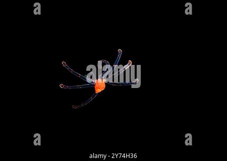 This is gastropod veliger larva stage of a tonnoid snail. It is the second stage of a larva of a mollusk that will develop into a tonnoid snail. Photo Stock Photo