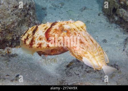 This broadclub cuttlefish, Sepia latimanus, is eating a convict surgeonfish, Acanthurus triostegus, at night on a reef off the island of Guam, Microne Stock Photo