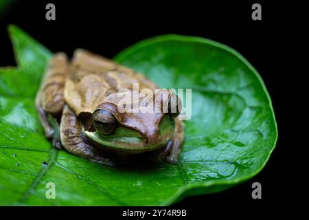 Masked Tree Frog (Smilisca phaeota) of Costa Rica Stock Photo