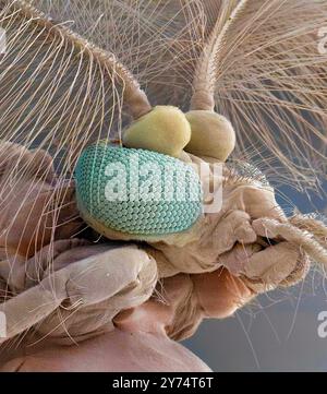 Common house mosquito (Culex pipiens). Coloured scanning electron micrograph (SEM) of a male common house mosquito head, showing its compound eyes, antennae and mouthparts. Culex pipiens is the most common mosquito in Britain. Only female mosquitoes bite humans, males feed off nectar. The females of this mosquito are vectors of diseases including West Nile virus and Japanese encephalitis. Note the feathery antennae and lack of piercing mouthparts in the male. Magnification: x60, when printed 10 cm wide. Stock Photo