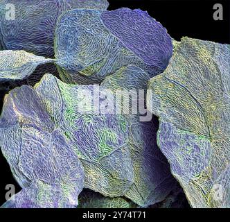 Skin surface. Coloured scanning electron micrograph (SEM) of a section ...