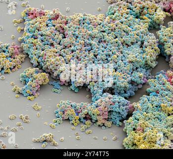 Lactococcus lactis bacteria, coloured scanning electron micrograph (SEM). This lactic acid-producing bacteria is used in the production of cheese and other fermented products. Magnification: x2500 when printed at 10 centimetres wide. Stock Photo