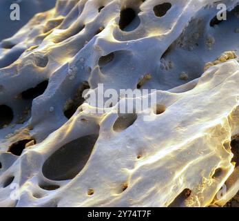 Fossilised dinosaur bone, coloured scanning electron micrograph (SEM). This specimen is from a Tyrannosaurus rex fossil. This dinosaur was a carnivore from the Cretaceous Period. The circular holes are the Haversian canals that carry blood vessels. Magnification: x20 when printed at 10 centimetres across. Stock Photo