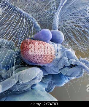 Common house mosquito (Culex pipiens). Coloured scanning electron micrograph (SEM) of a male common house mosquito head, showing its compound eyes, antennae and mouthparts. Culex pipiens is the most common mosquito in Britain. Only female mosquitoes bite humans, males feed off nectar. The females of this mosquito are vectors of diseases including West Nile virus and Japanese encephalitis. Note the feathery antennae and lack of piercing mouthparts in the male. Magnification: x60, when printed 10 cm wide. Stock Photo