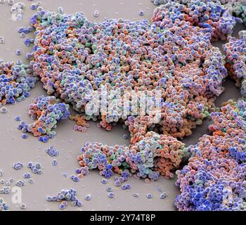 Lactococcus lactis bacteria, coloured scanning electron micrograph (SEM). This lactic acid-producing bacteria is used in the production of cheese and other fermented products. Magnification: x2500 when printed at 10 centimetres wide. Stock Photo