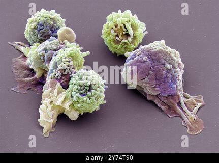 Granulocytes. Coloured scanning electron micrograph (SEM) of ...