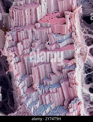 Skeletal muscle fibre. Coloured scanning electron micrograph (SEM) of a freeze-fractured skeletal (or striated) muscle fibre. The fracturing of the fibre has revealed that it consists of a bundle of smaller fibres called myofibrils. These are around 1-2 micrometres (millionths of a metre) in diameter. The fibre has a sheath of connective tissue (endomysium) that is seen as the strands scattered around the image. Skeletal muscle, named because skeletal bones are moved with this muscle, is under voluntary control. Magnification: x800 when printed 10 centimetres wide. Stock Photo