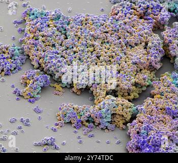 Lactococcus lactis bacteria, coloured scanning electron micrograph (SEM). This lactic acid-producing bacteria is used in the production of cheese and other fermented products. Magnification: x2500 when printed at 10 centimetres wide. Stock Photo