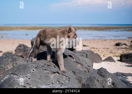 Long-tailed macaques hunting for food on Bama beach in a sunny day, Baluran, Indonesia Stock Photo