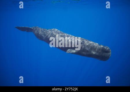 The sperm whale, Physeter macrocephalus, is the largest of all the toothed cetaceans.  Males can reach 60 feet in length.  The Democratic Republic of Stock Photo