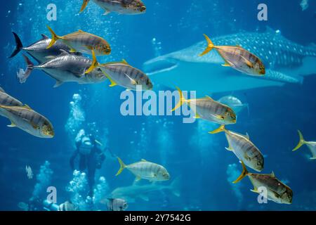 A school of golden trevally swim by in front of divers and a whale shark at the Georgia Aquarium's Ocean Voyager exhibit in downtown Atlanta, Georgia. Stock Photo