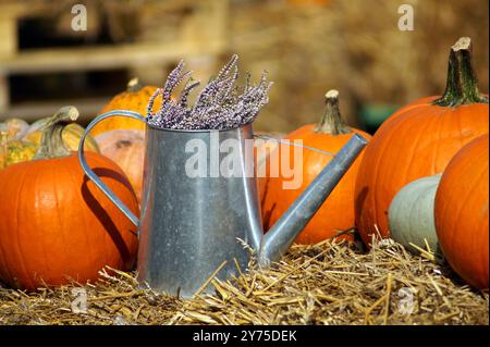 In the photo, among pumpkins of different shapes, types and colors, the main place is occupied by a stainless steel watering can from which a heather Stock Photo