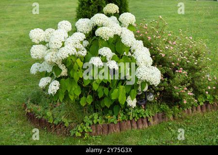 Beautiful lush Hydrangea arborescens commonly known as smooth hydrangea or sevenbark growing in home garden in summer. Stock Photo