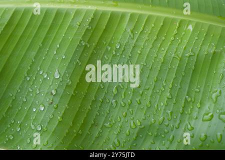 Banana leaf with droplets of water after a rainfall Stock Photo