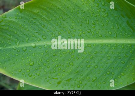 Banana leaf with droplets of water after a rainfall Stock Photo