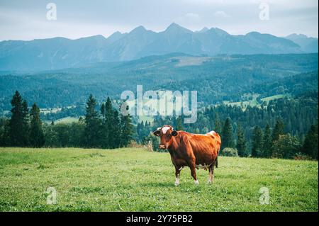 A cow grazes peacefully on lush green pastures, embodying the essence of traditional dairy farming in Slovakia and Poland Stock Photo