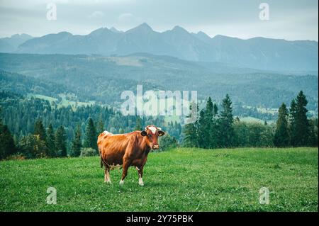 Cow grazing at green meadow, High Tatras in background. Dairy farming in Poland and Slovakia Stock Photo