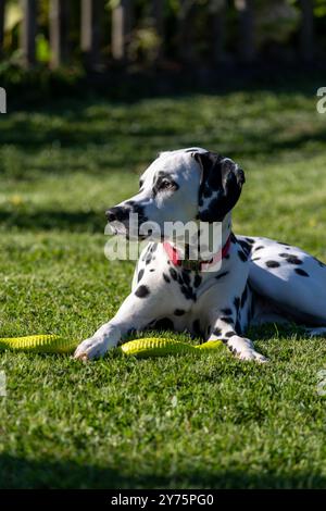 Dalmatian dog outdoors in summer Stock Photo