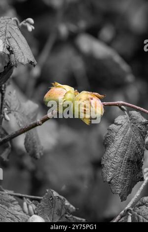 Young hazelnuts (filbert, kobnuss) grow on the tree. Green hazelnut from organic nut farms. Hazelnuts or coconuts with leaves in the garden. The conce Stock Photo