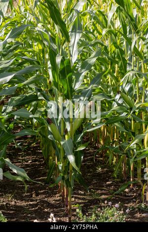 Close-up of corn cobs in the field of the corn plantation. Stock Photo