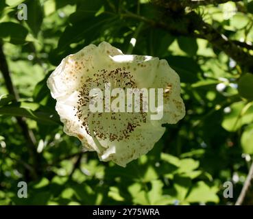 low angle view of cream flower blossom of african baobab tree. adansonia digitata tree part inflorescence with stamens and stigma Stock Photo