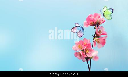 Branches of blossoming cherry and fluttering butterfly. Pink sakura flowers. Spring nature, copy space. Stock Photo