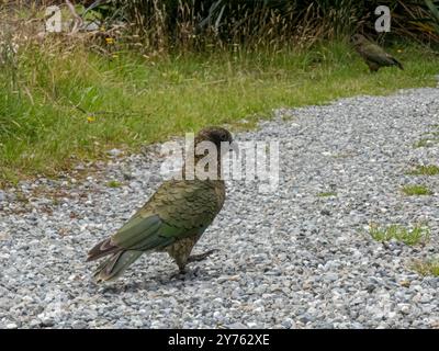 The Kakapo is a rare and critically endangered flightless parrot endemic to New Zealand Stock Photo