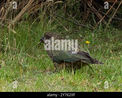 The Kakapo is a rare and critically endangered flightless parrot endemic to New Zealand Stock Photo