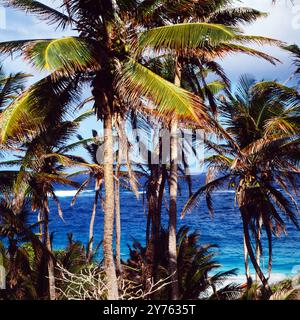 Blick durch Palmen auf die Bottom Bay an der Südostküste von Barbados, um 1985. Stock Photo
