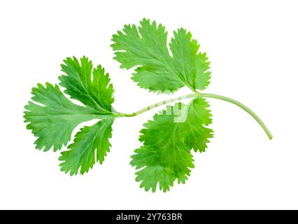 Top view of green coriander leaf is isolated on white background with clipping path. Stock Photo