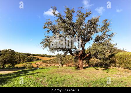 Old Cork oak tree (Quercus suber) in morning sun, Alentejo Portugal Europe Stock Photo