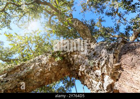 Old Cork oak tree (Quercus suber) in evening sun, Alentejo Portugal Europe Stock Photo
