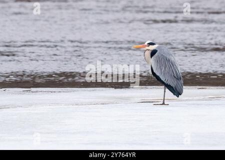 Grey Heron on ice Stock Photo