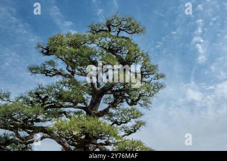 Japanese pine tree, black pine Pinus thunbergii branches and needles isolated on blue sky background Stock Photo