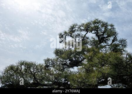 Japanese pine tree, black pine Pinus thunbergii branches and needles isolated on blue sky background Stock Photo