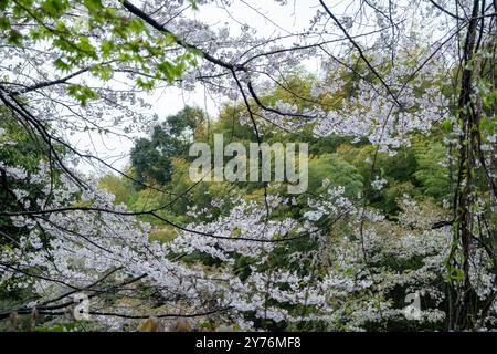 Blooming cherry tree in a Japanese garden, cloudy sky. Sakura tree flowers, spring day in Japan Stock Photo