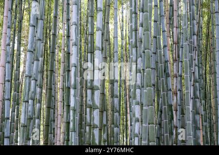 Bamboo Forest, bamboo trees stem background, closeup view, Sagano bamboo forest in Kyoto, Japan. Stock Photo